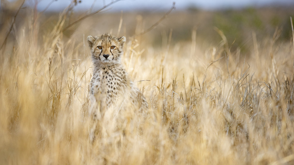 Young cheetah Poster och Canvastavla