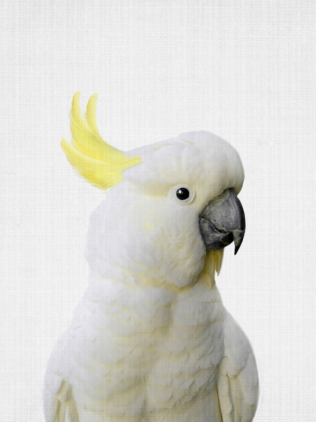 Peekaboo Cockatoo Poster och Canvastavla