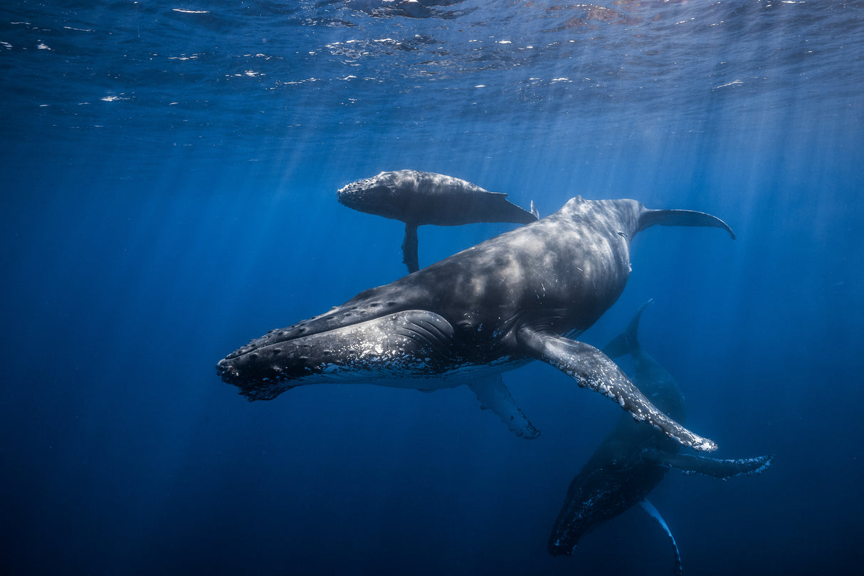 Humpback whale family Poster och Canvastavla