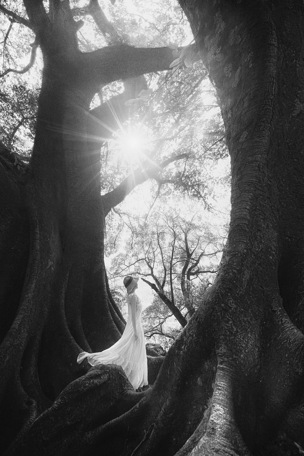 The Daughter of Trees Poster och Canvastavla
