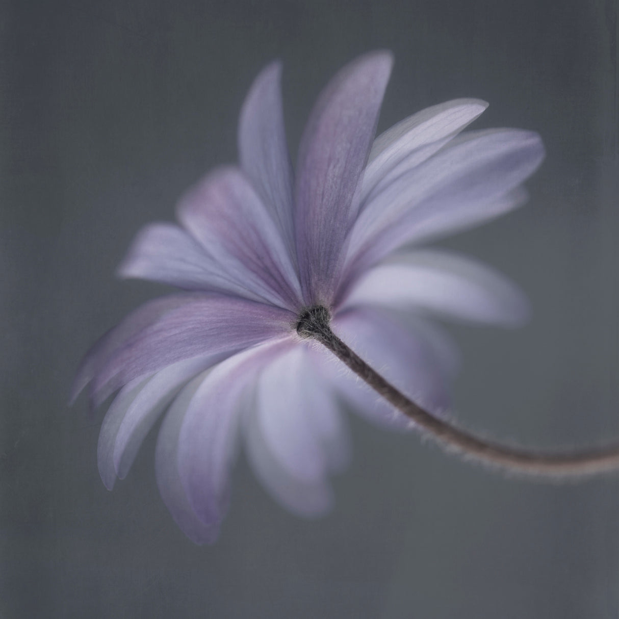 Anemone Blanda Poster och Canvastavla