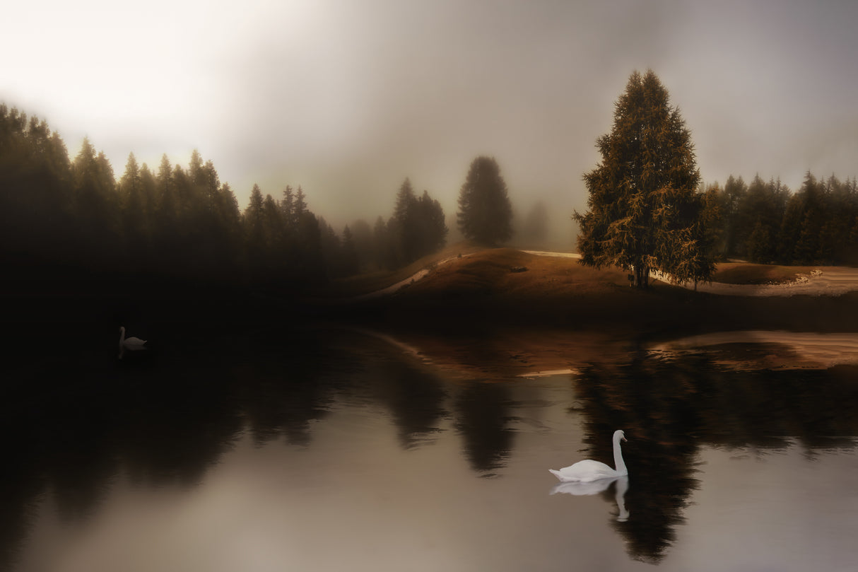 Swan Lake Poster och Canvastavla