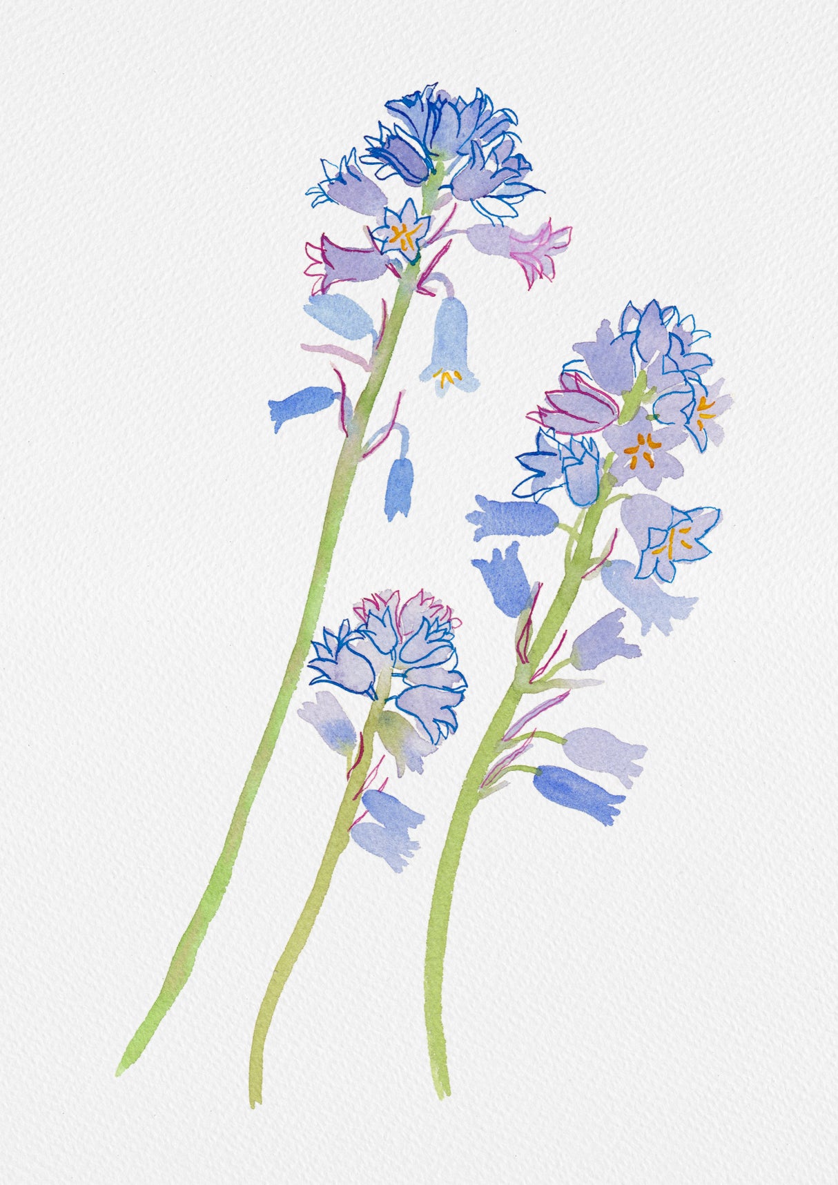 Spanish bluebell or Hyacinthoides hispanica botanical painting Poster och Canvastavla