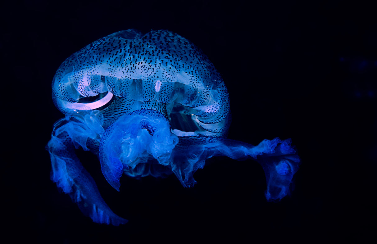 Pelagia Noctiluca 2 Poster och Canvastavla