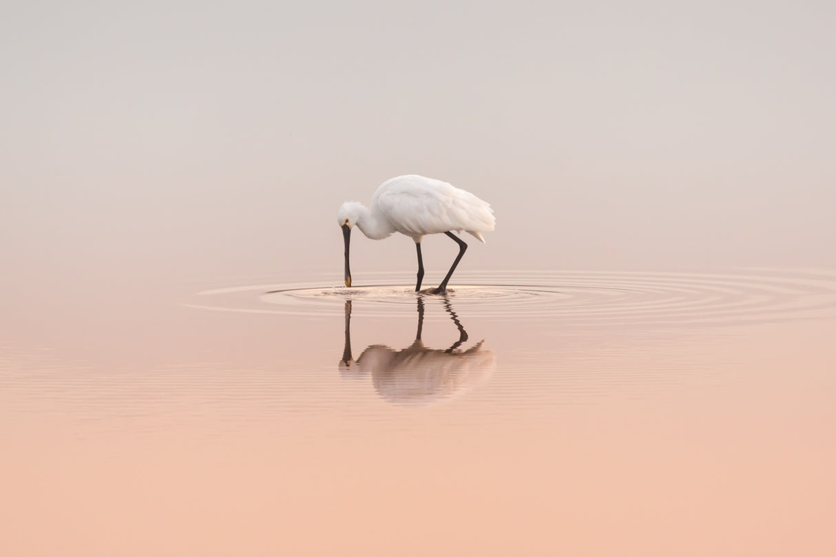 Spoonbill feeding Poster och Canvastavla