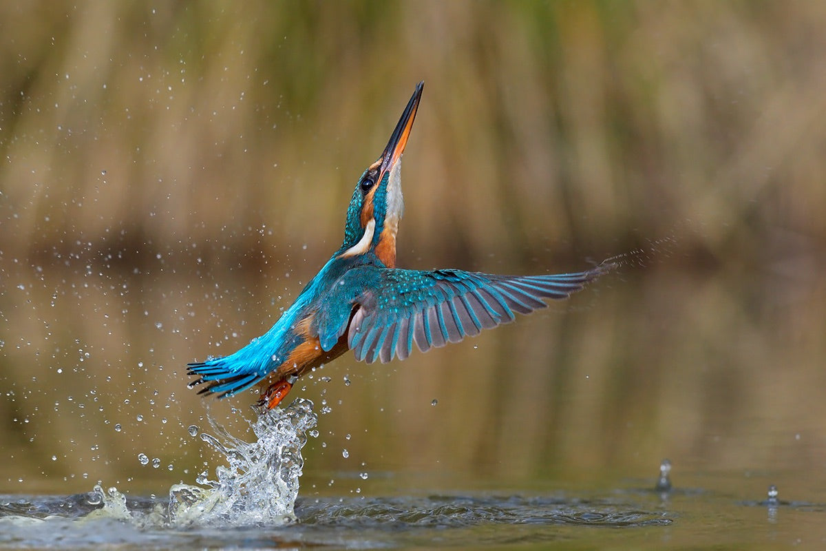 Flying over water Poster och Canvastavla