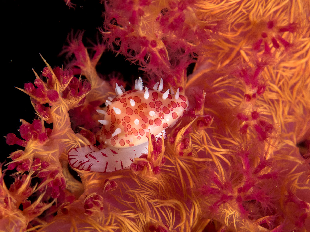 Ridged egg cowrie (Diminovula culmen) Nikon D300 Poster och Canvastavla