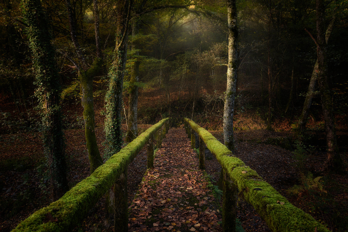 The way to the forest Poster och Canvastavla