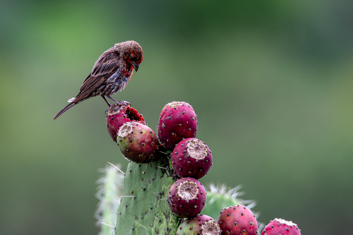 House Finch on Prickly Pear Poster och Canvastavla