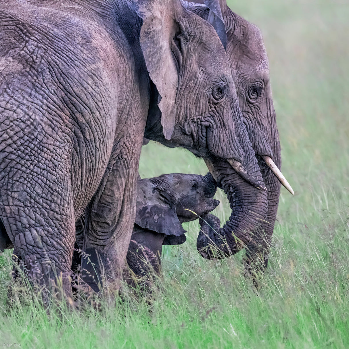 Elephant Family Poster och Canvastavla