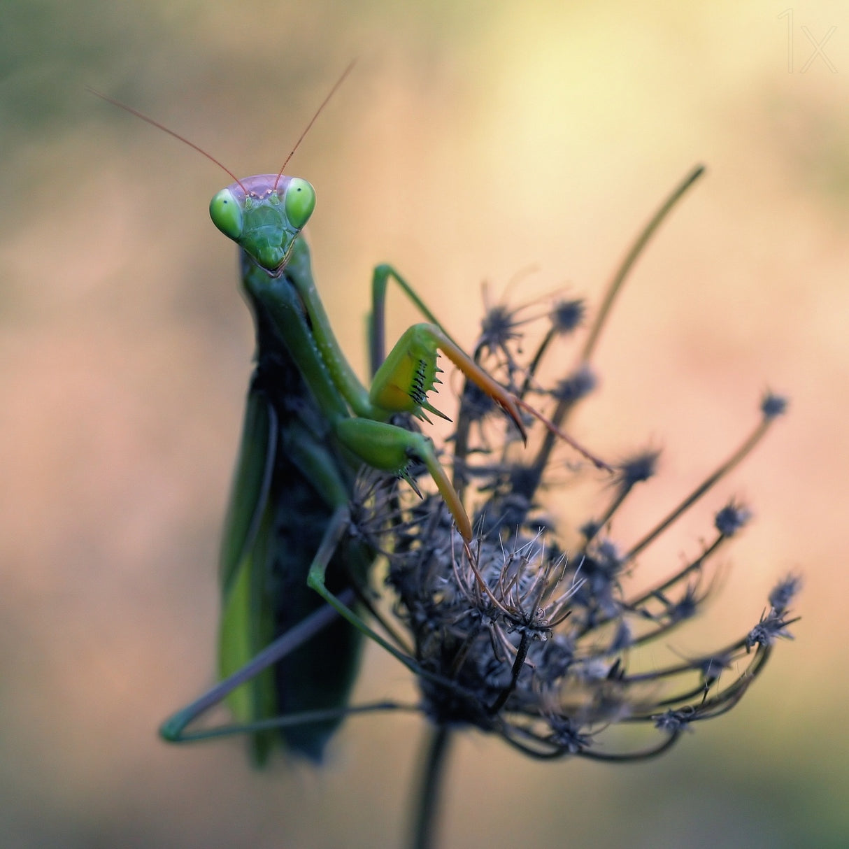 Praying mantis Poster och Canvastavla