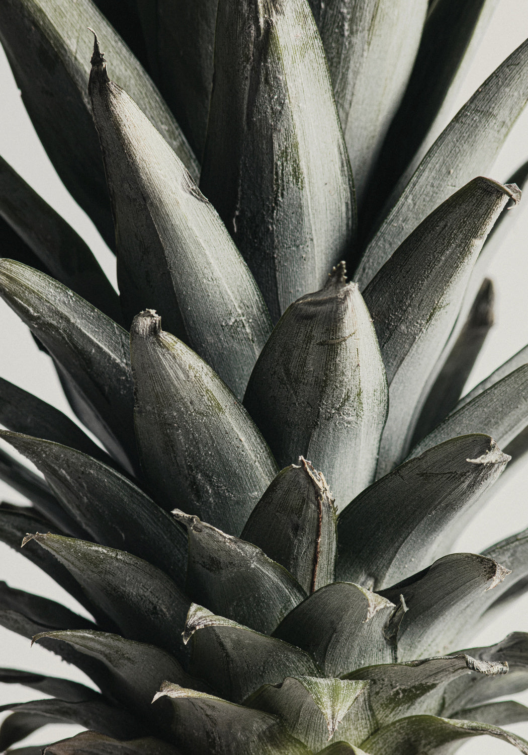 Pineapple close up Poster och Canvastavla