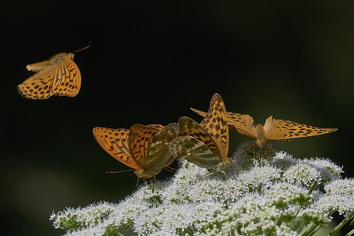 Butterflies landing Poster och Canvastavla