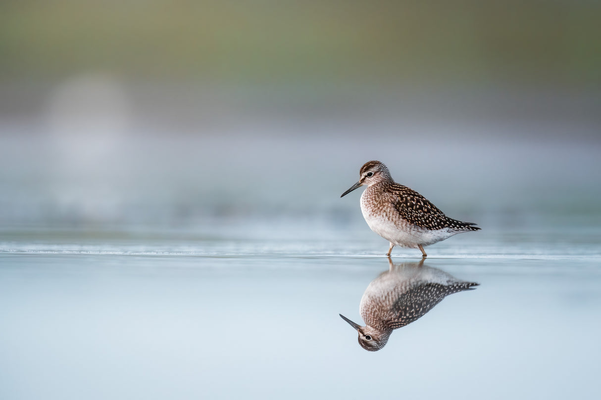 Wood sandpiper (Tringa Glareola) with reflection Poster och Canvastavla