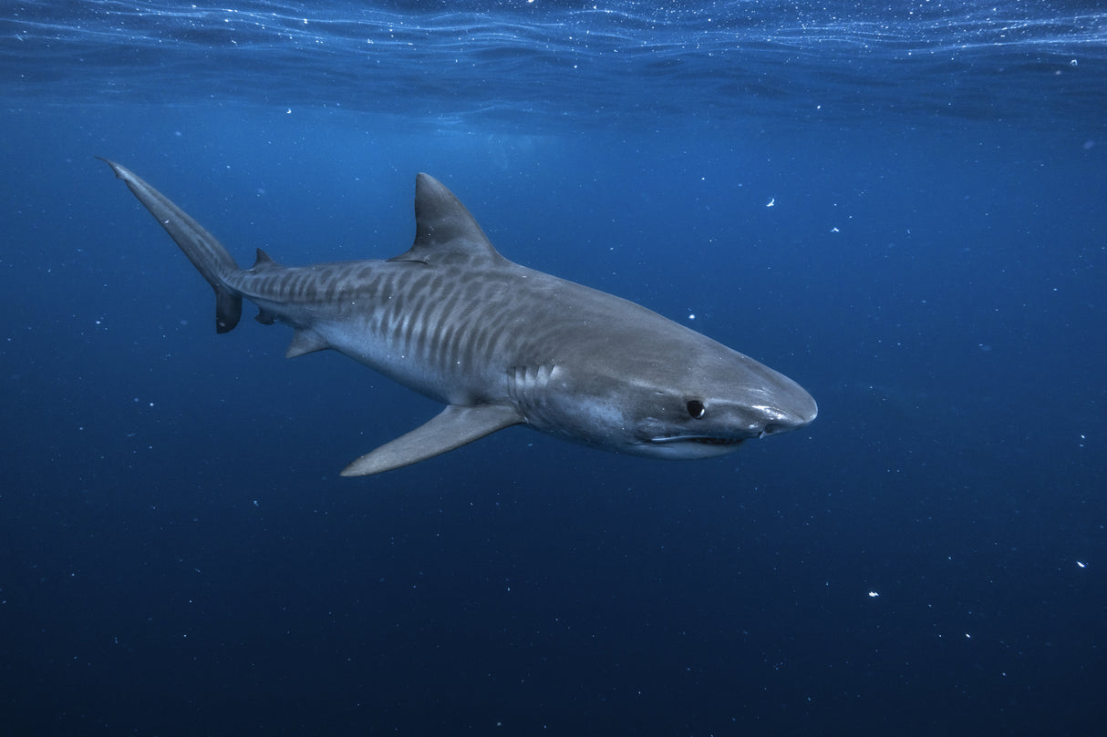 Tiger shark Poster och Canvastavla
