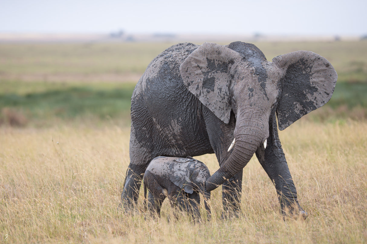 Under Mother's Embrace Poster och Canvastavla