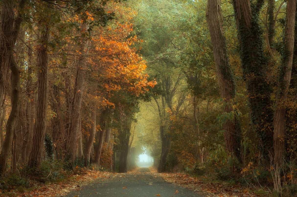 Country road Poster och Canvastavla