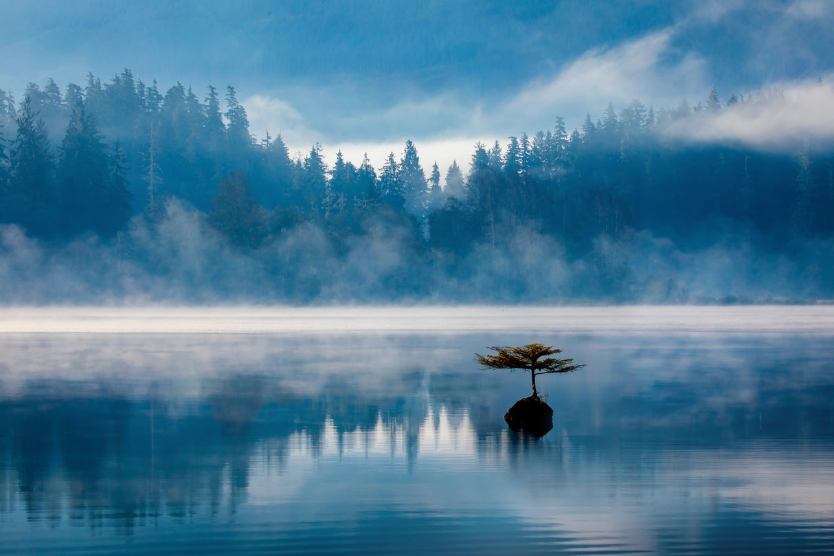 Misty Morning Poster och Canvastavla