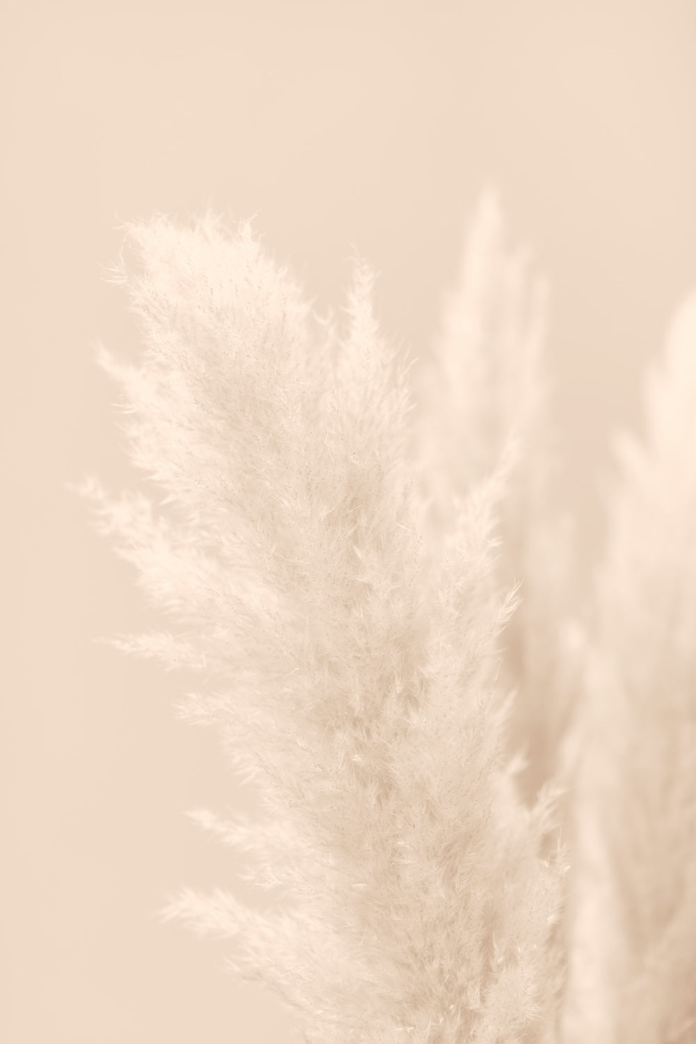 Pampas Grass Beige 03 Poster och Canvastavla