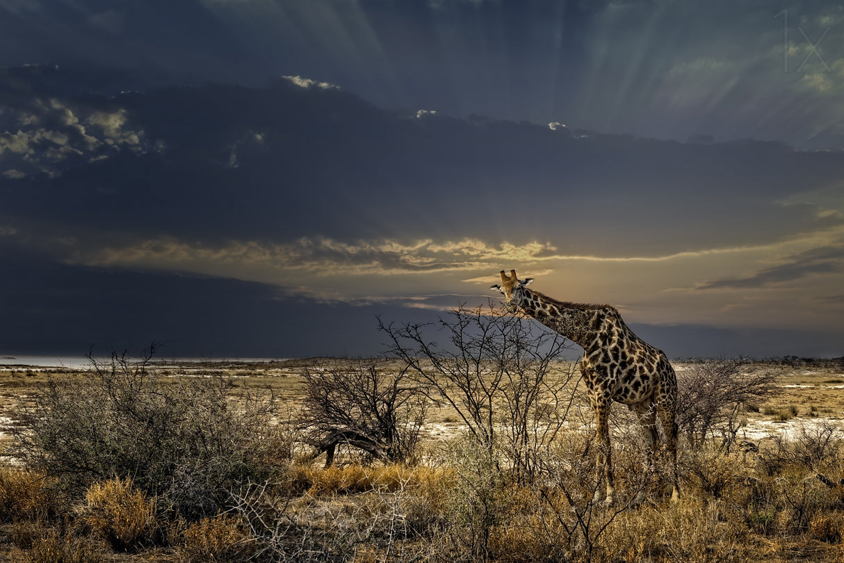 sunrise in Etosha NP Poster och Canvastavla