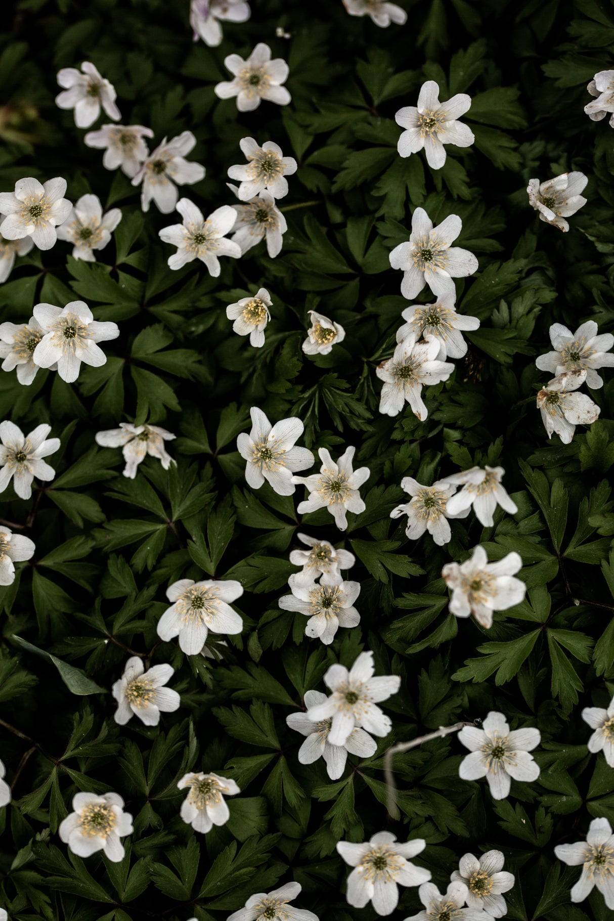 Tiny Flowers 2 Poster och Canvastavla