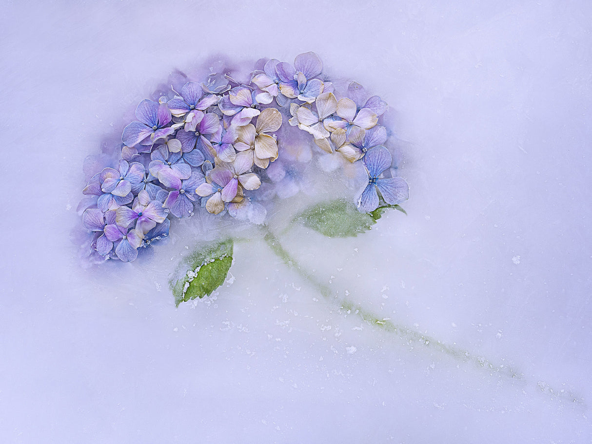 Hidrangen flower among the ice. Poster och Canvastavla