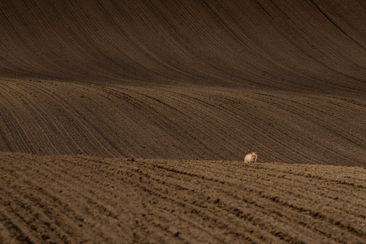 Alone wandering Poster och Canvastavla