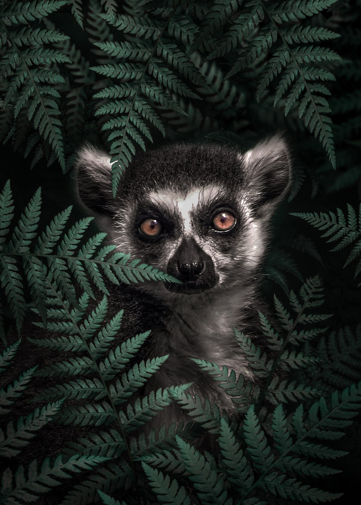 Lemur In The Forest Poster och Canvastavla
