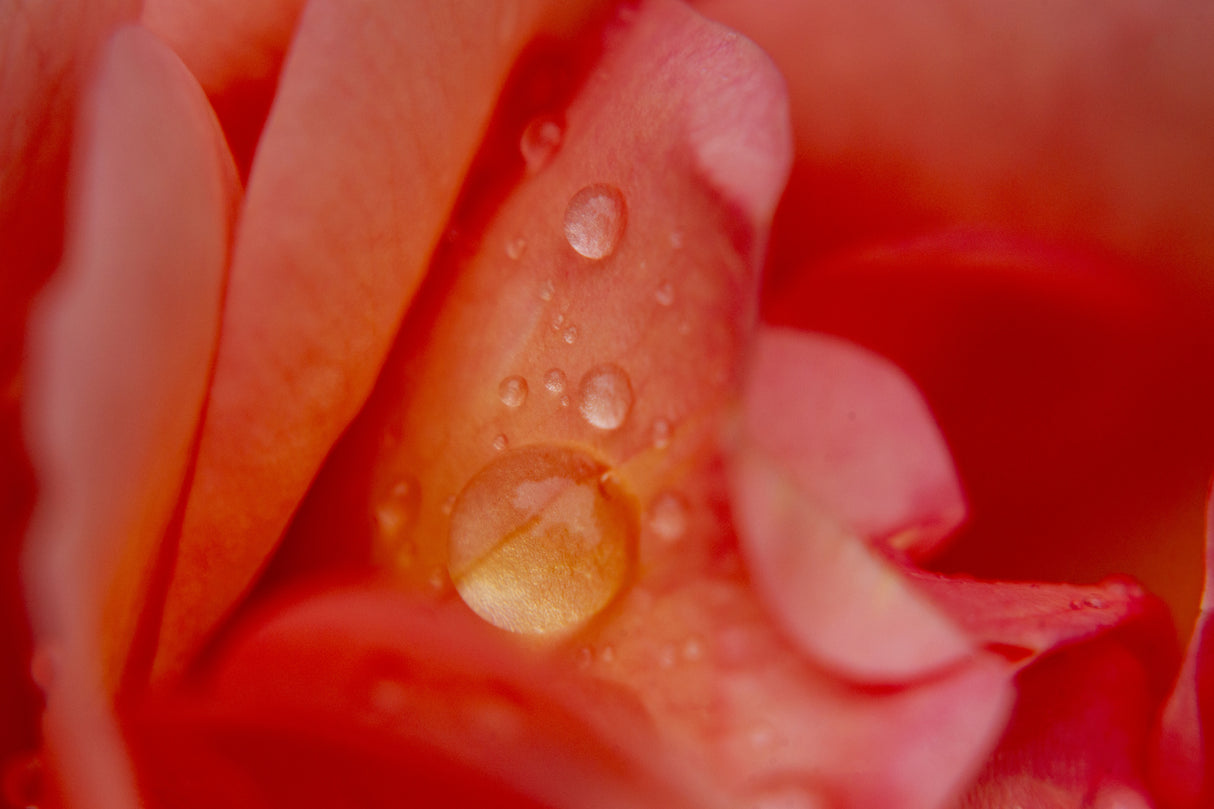 rose petal and water drops Poster och Canvastavla