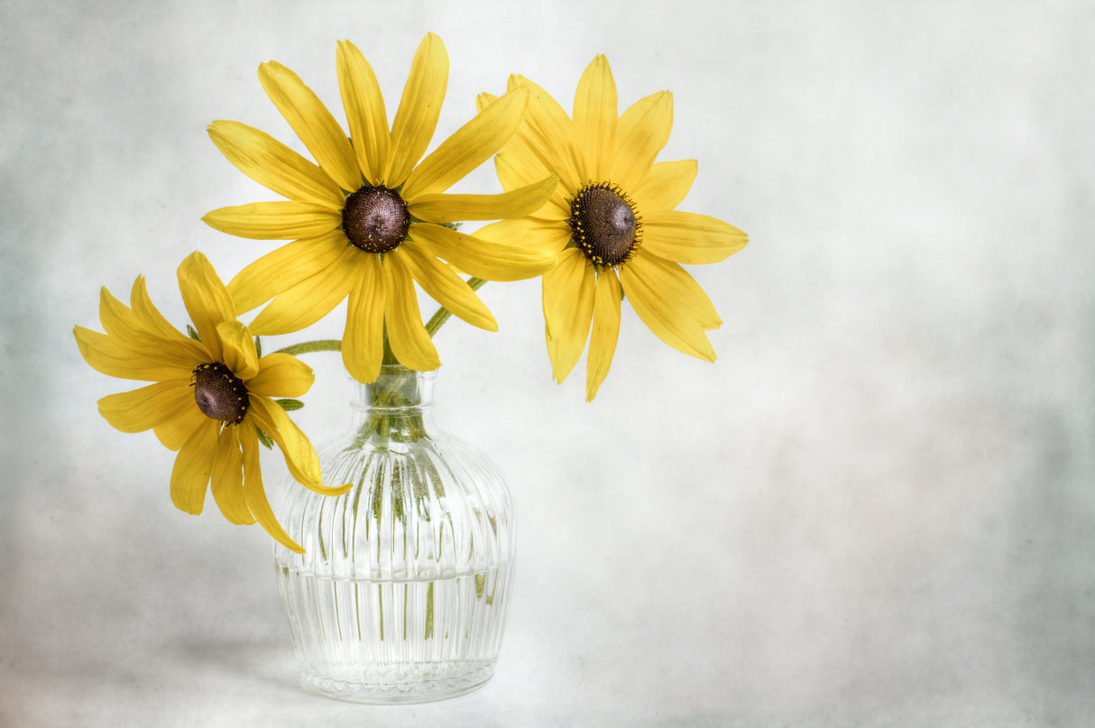 Rudbeckia Poster och Canvastavla