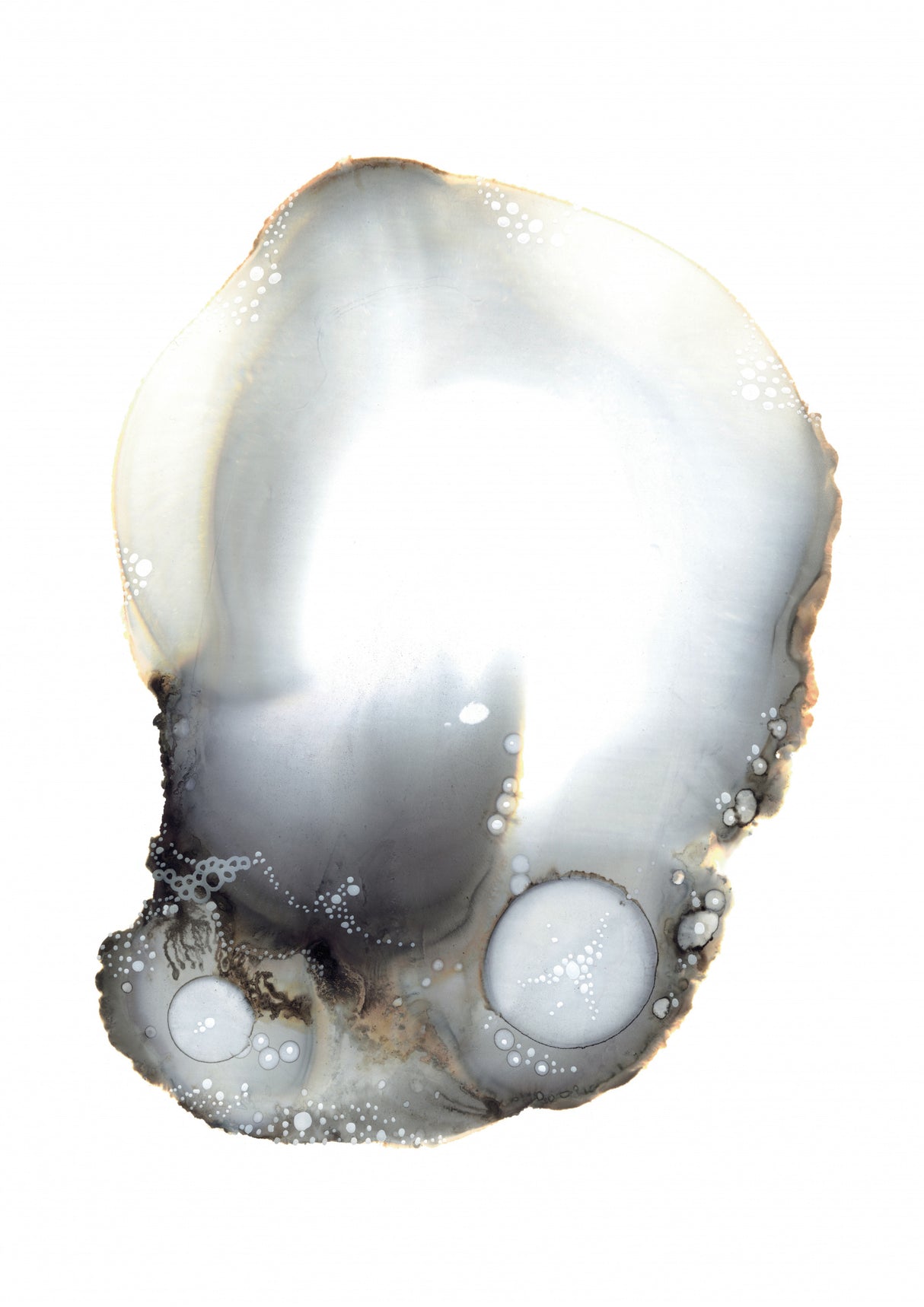 Specimen XI Poster och Canvastavla