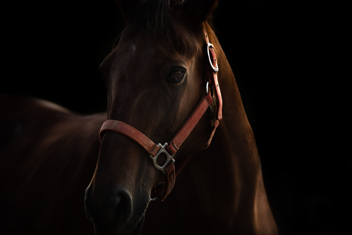 Horse Poster och Canvastavla