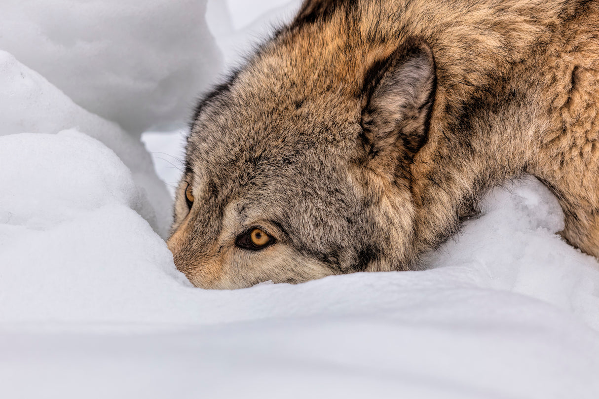 Wolf in The Snow Poster och Canvastavla