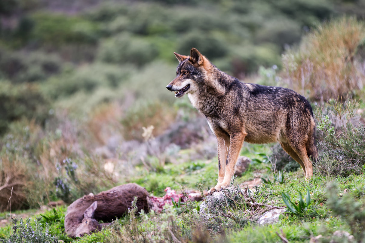 Iberian wolf Poster och Canvastavla