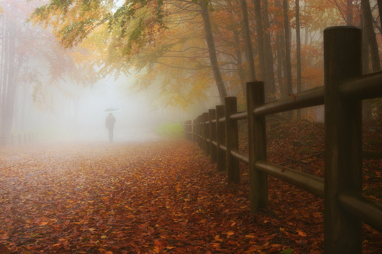 MY WAY TO AUTUMN Poster och Canvastavla