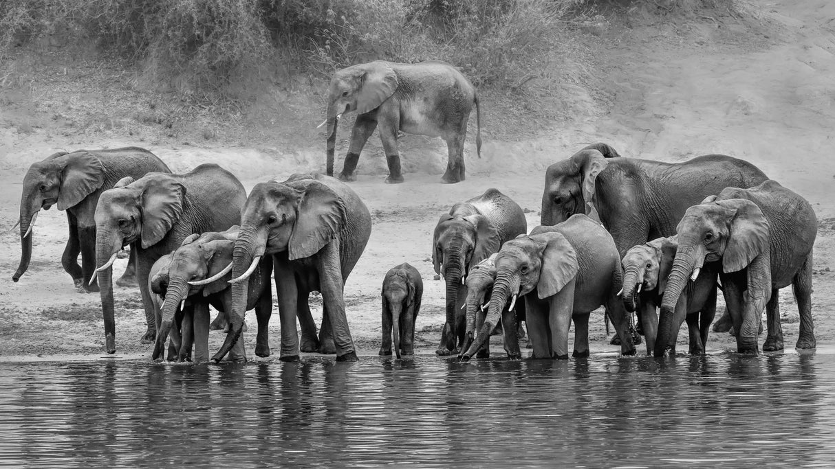 Elephant Family Poster och Canvastavla