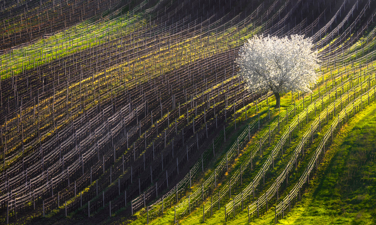 Strings of spring Poster och Canvastavla