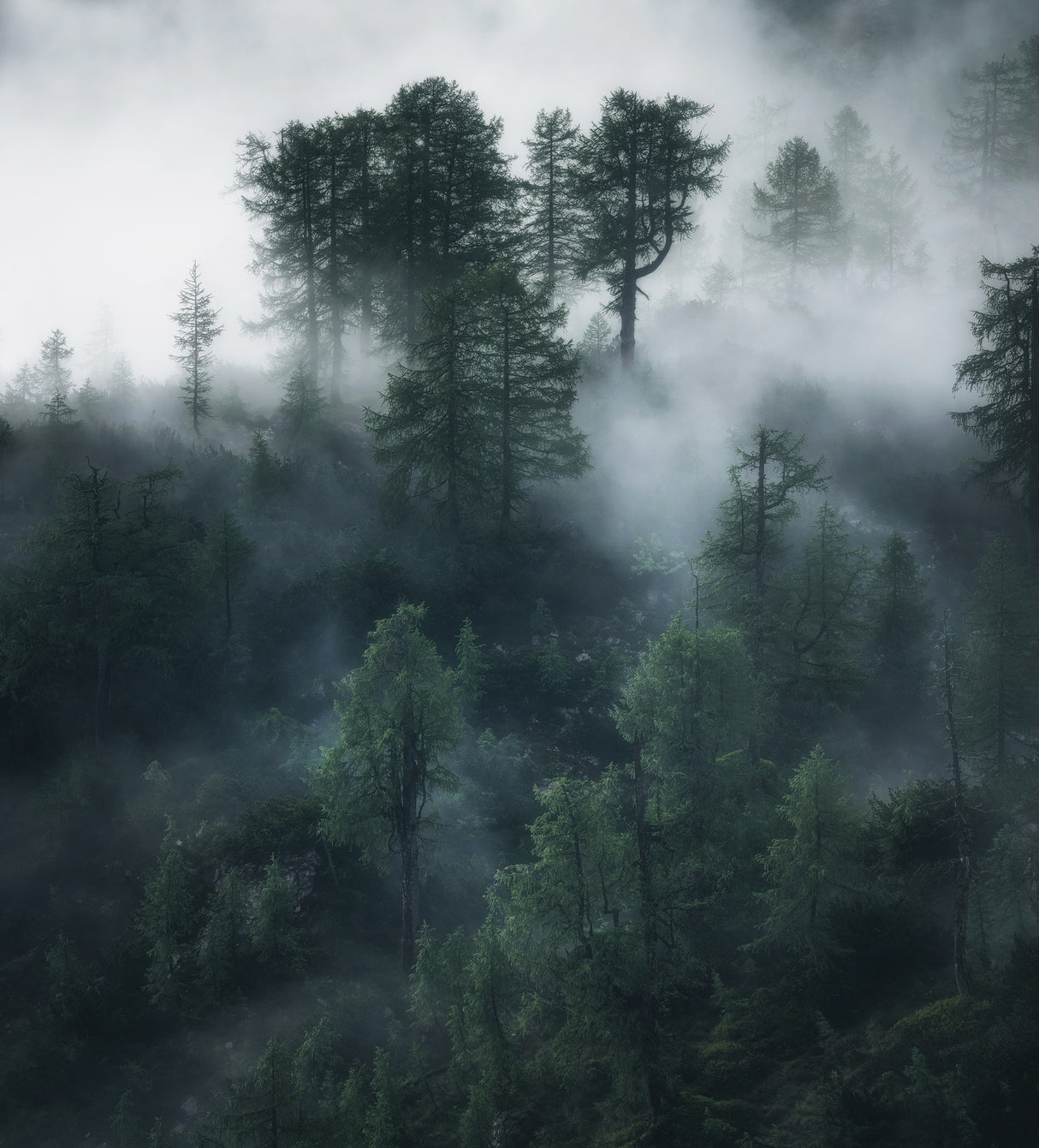 Elven forest Poster och Canvastavla