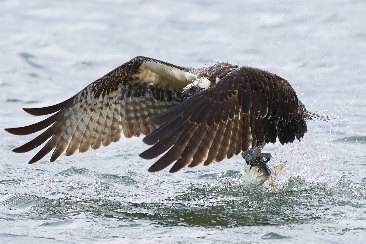 Osprey Poster och Canvastavla