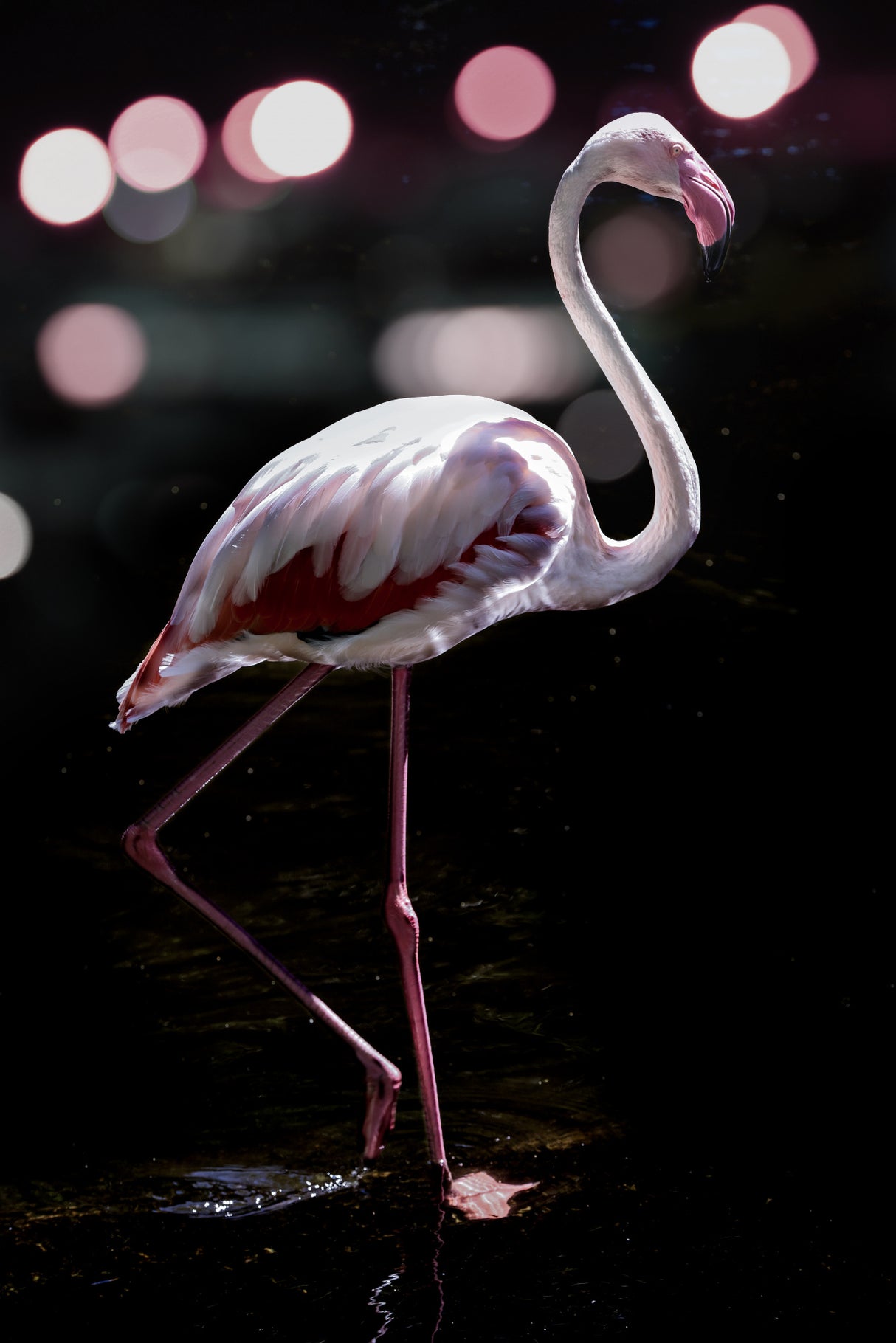Dancing Flamingo Poster och Canvastavla