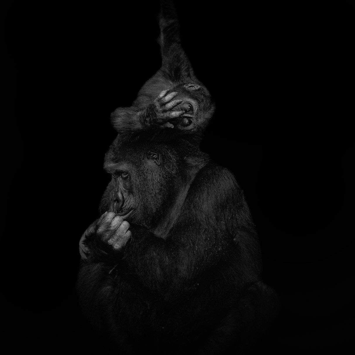 Playful Gorilla Poster och Canvastavla