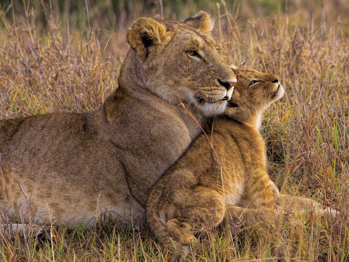 Baby Lion with Mother Poster och Canvastavla