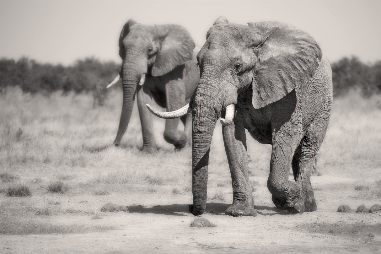 Twin Elephants Poster och Canvastavla