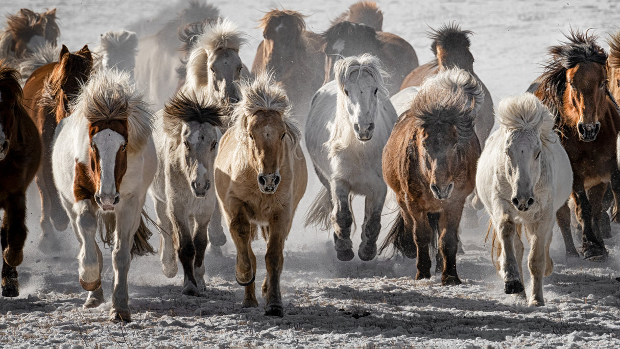 Mad Horses Poster och Canvastavla