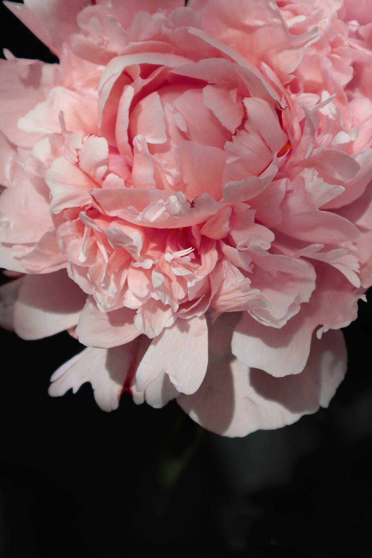 Blush peony V Poster och Canvastavla