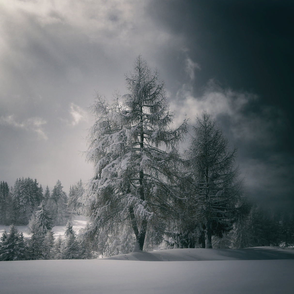 after the snow fall Poster och Canvastavla