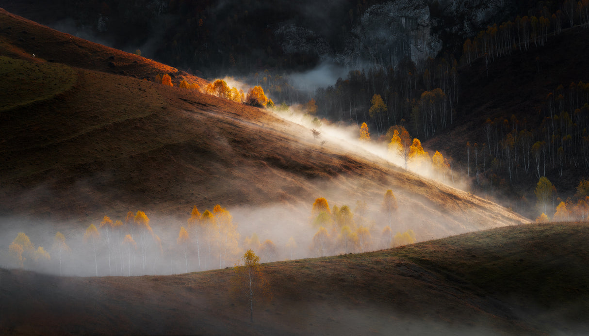 Misty mornings Poster och Canvastavla