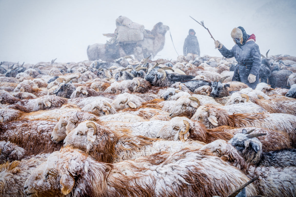WInter migration and snow blizzards Poster och Canvastavla