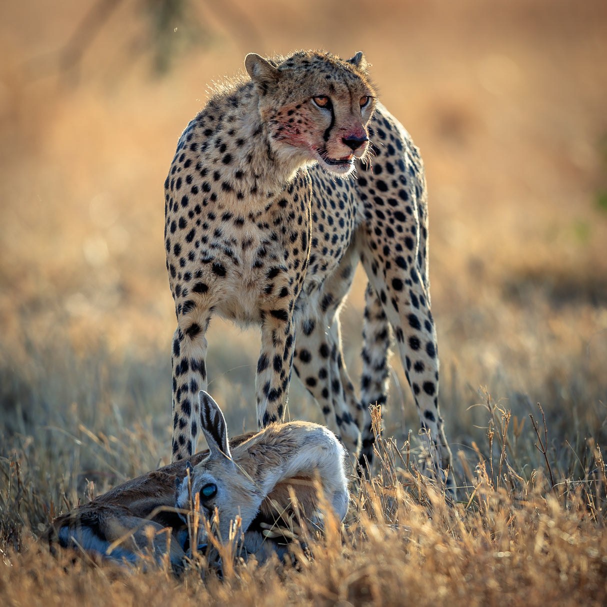 cheetah Poster och Canvastavla