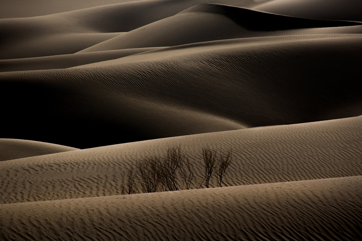 desert2 Poster och Canvastavla